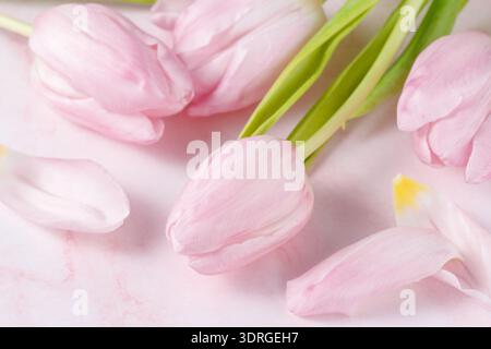Spring pink tulip flowers and petals on light marble background. Floral holiday romantic card with copy space Stock Photo