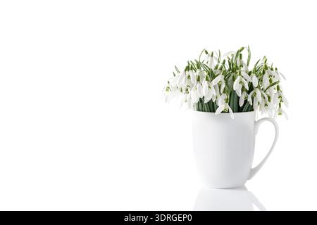 First wild white snowdrop flowers (Galanthus nivalis). Bouquet in ceramic cup closeup isolated on white background. Home interior decor or greeting ca Stock Photo