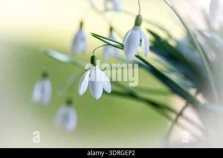 First spring wild white snowdrops flowers (Galanthus nivalis) closeup on blurred  green background.  Selective  focus. Hello spring card Stock Photo