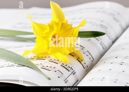 Single yellow daffodil flower lying on music book. Spring romantic card Stock Photo