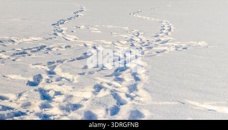Various tracks left in deep, white snow, in a frozen landscape or field. Stock Photo