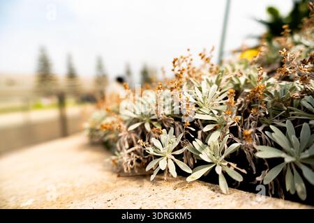 Silver-leaved succulents with small orange flowers growing in stone planter, blurred background of trees and pathway under bright daylight Stock Photo