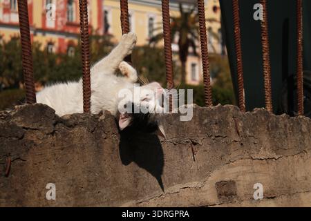 Playful white and black cat lying on concrete wall near metal fence in sunny urban environment Stock Photo