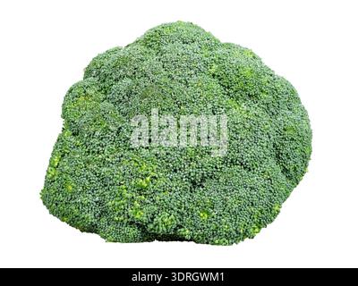 Isolated fresh green broccoli vegetable. Stock Photo