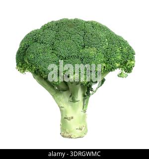 Isolated fresh green broccoli vegetable. Stock Photo