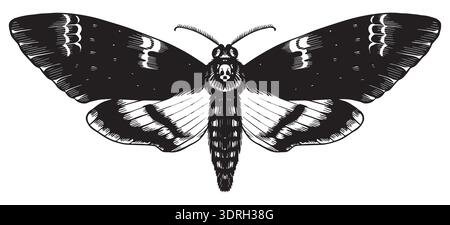 Beautiful Death head hawkmoth butterfly species. Black and white wood cut looking style. engraving of a famous insect hand drawn illustration. Stock Vector