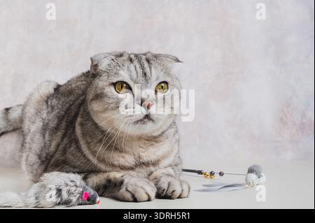 A gray cat lies next to a teaser toy on a stick and a fluffy mouse Stock Photo