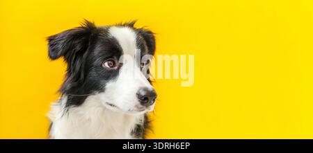 Funny studio portrait of cute smiling puppy dog border collie isolated on yellow background. New lovely member of family little Stock Photo