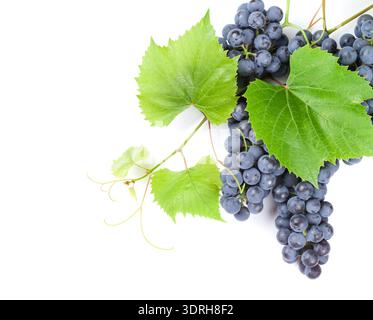 Bunch of red grapes with leaves. Isolated on white background with copy space Stock Photo