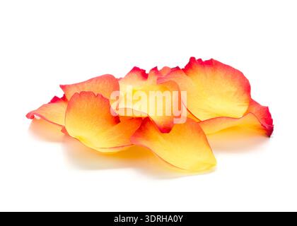 Rose petals. Isolated on white background Stock Photo