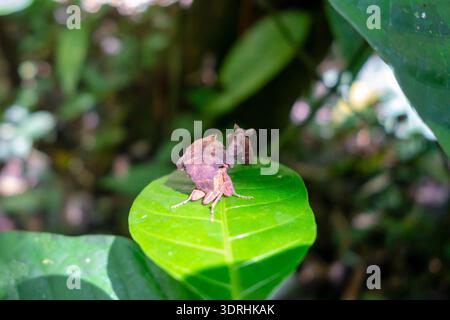 Leaf mimic praying mantis in Cuyabeno rainforest, Ecuador Stock Photo