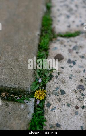 Dandelion grows through cracks in concrete sidewalk during spring afternoon in urban area Stock Photo
