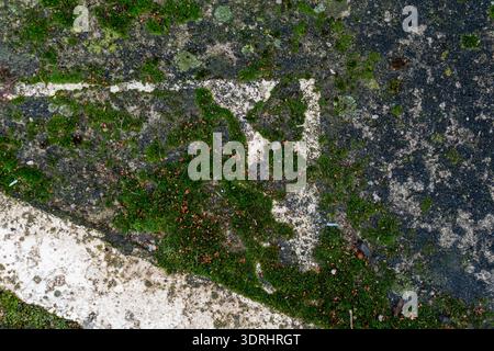 Green Moss and Lichen on Weathered Concrete with White Paint Stock Photo