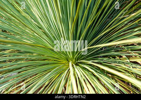 Grass tree with long green leaves on Kangaroo Island, Australia Stock Photo
