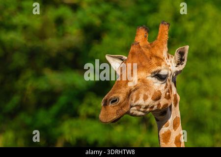 Giraffe in selective focus on green natural background Stock Photo