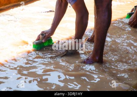 Unrecognisable Workers at a small fish factory in Sri Lanka wash fillet tuna fish in muddy, dirty water with their feet in it. Stock Photo
