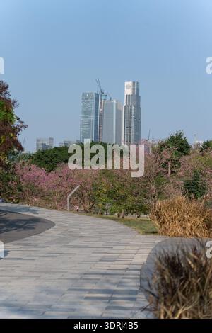 Urban park pathway lined with blooming pink trees, modern skyscrapers in background under clear blue sky Stock Photo