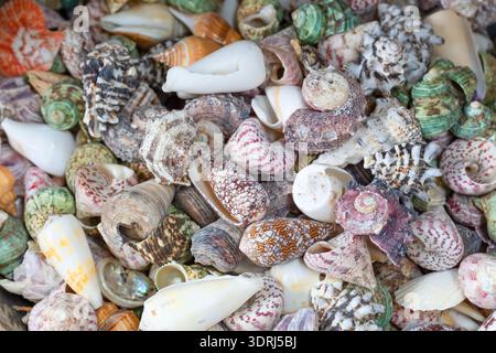 Colorful collection of various seashells showcasing intricate patterns and textures on sandy surface Stock Photo