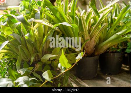 Potted Aechmea fasciata bromeliad plants in a sunlit tropical greenhouse. Concept of ornamental indoor gardening and exotic plant cultivation for home Stock Photo