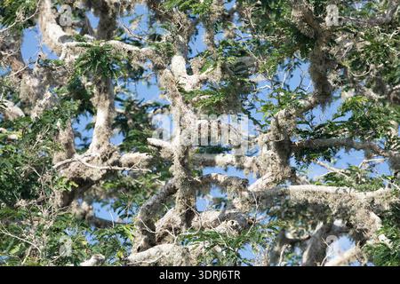 Lichen growing on a tree branch. green living tree is affected by a large amount of lichen. branches in a fluffy white coating Stock Photo
