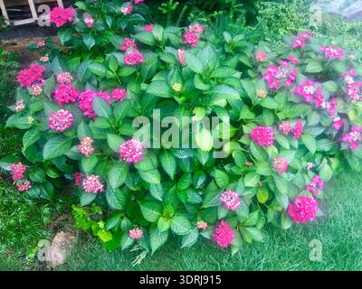Pink hydrangea bush in full bloom in summer garden setting. Stock Photo