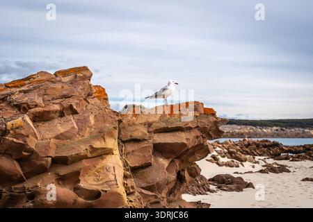 Seagull perched on coastal rock at Stokes Bay Beach, Australia Stock Photo