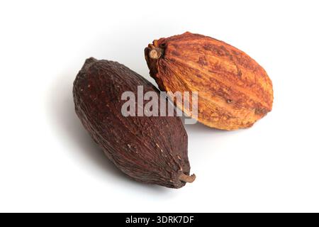 Cocoa pods Stock Photo