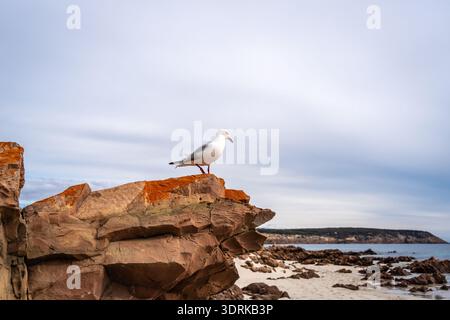 Seagull perched on coastal rock at Stokes Bay Beach, Australia Stock Photo