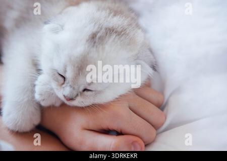 Soft, fluffy kitten peacefully sleeping on a person's hand, surrounded by cozy bedding, showcasing warmth, comfort, and the bond Stock Photo