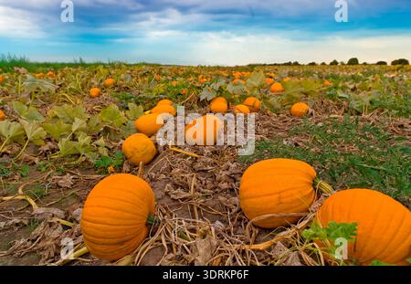 Pumpkins in the pumpkin patch Stock Photo