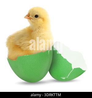 Cute Easter chick in eggshell on white background Stock Photo