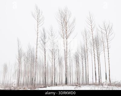 Snow covered trees in the winter forest with road. Winter background Stock Photo