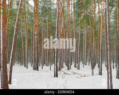 Snow covered trees in the winter forest with road. Winter background Stock Photo