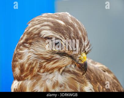 Common buzzard Stock Photo
