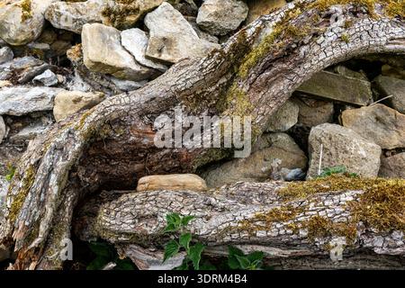 Gnarly tree roots covered in moss growing over a dry stone wall Stock Photo