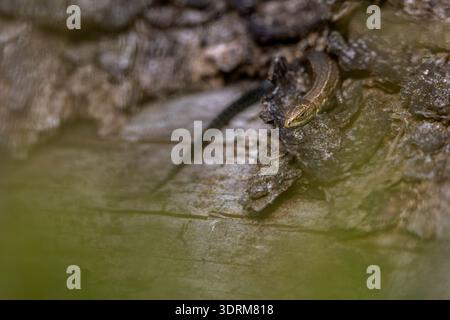 Hidden among the heather, the young Viviparous lizard takes a sunbath on a tree trunk / Hidden among the heather, the young Vivi Stock Photo