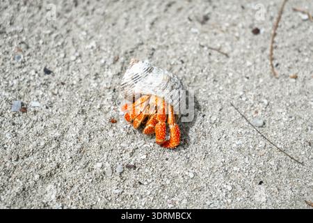 A hermit crab crawls on a white sand beach in Maupiti, French Polynesia, carrying a black seashell among scattered coral fragmen Stock Photo
