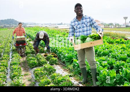 Positive african american Worker carries plastic box with harvest of lettuce on field Stock Photo