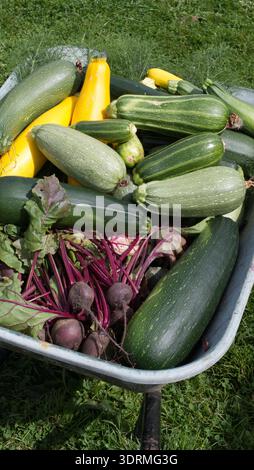 Freshly harvested vegetables in a wheelbarrow Stock Photo