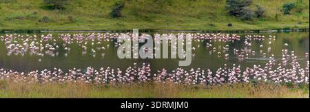 Large colony of big pink flamingo resting on lake in Arusha African reserve. Many white-pink birds and their reflection in water Stock Photo