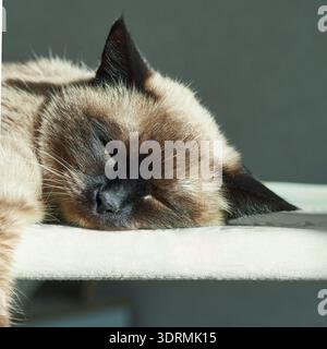 Siamese cat sleeping peacefully on a sunny day indoors Stock Photo