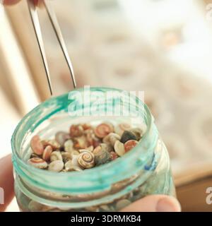 Close-up of hand using tweezers to select spiral seashells from glass jar Stock Photo
