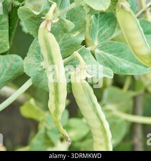 Green pea pods and leaves growing on vine in garden Stock Photo