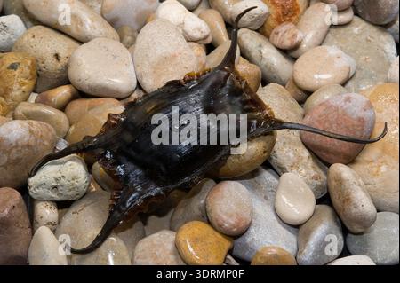 Black egg case or egg capsule of a skate commonly known as a "mermaid's purse". Sardinia, Italy Stock Photo