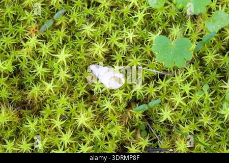 Empty shell of a terrestrial snail, likely a pointed helicellid (Cochlicella acuta), resting on a bed of green moss. Stock Photo