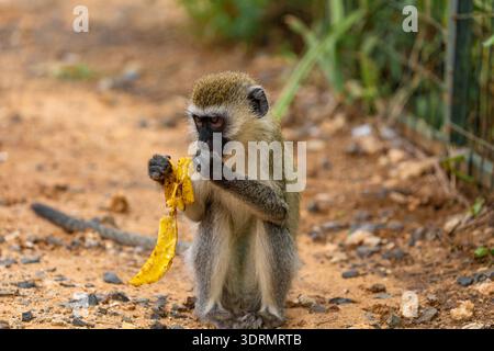 Green Monkey Chlorocebus aethiops, beautiful popular monkey Stock Photo