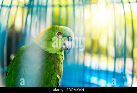 Close up of a beautiful green parrot looking at camera. Portrait of beautiful yellow-naped parro Stock Photo