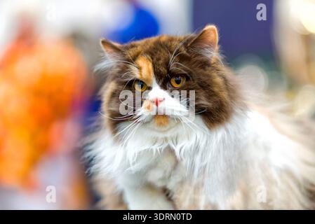 Norwegian forest cat Stock Photo