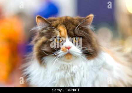 Norwegian forest cat Stock Photo