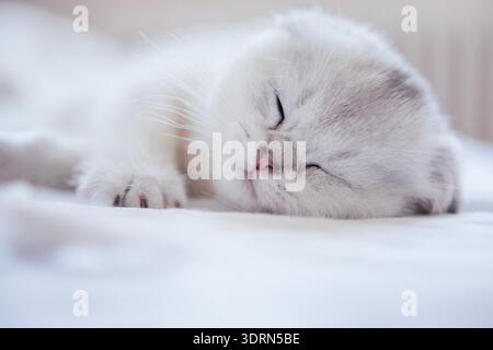 Adorable white kitten peacefully sleeping on soft bedding, showcasing its fluffy fur and serene expression, embodying tranquilit Stock Photo